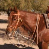 Professional's Choice AL Dunning Tack German Martingale -Western Cowboy Equipment Shop AD8059HL